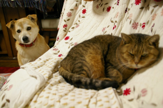 Illustration for article titled Japanese Cats that Look Like Yakuza Are Frighteningly Cute